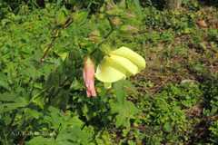 Abelmoschus moschatus